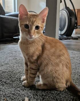 Toofers -  Domestic Short Hair Cat for Adoption in Phoenix, Arizona - Toofers | PetCurious