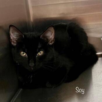 Soy -  Domestic Short Hair Cat for Adoption in Madisonville, Tennessee - Soy | PetCurious