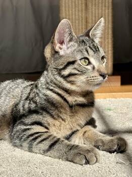 Duke Ellington -  Tabby Cat for Adoption in Waxhaw, North Carolina - Duke Ellington | PetCurious