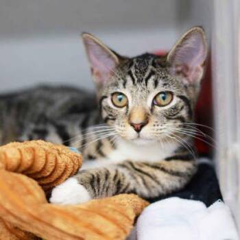 Martes -  Domestic Short Hair Cat for Adoption in Atlanta, Georgia - Martes | PetCurious