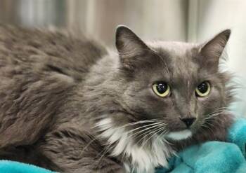 Rescue Domestic Long Hair Cats for Adoption in Colorado Springs, Colorado - PROTECTOR | PetCurious