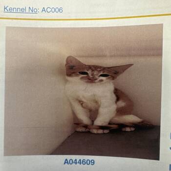 Crystal -  Domestic Short Hair Cat for Adoption in Lake Jackson, Texas - Crystal | PetCurious
