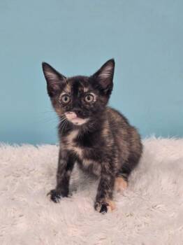 Amber -  Domestic Short Hair Cat for Adoption in Lewisburg, Tennessee - Amber | PetCurious