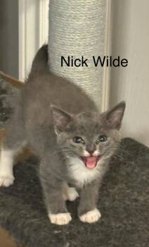 Nick Wild -  Domestic Short Hair Cat for Adoption in Hamilton, Ontario - Nick Wild | PetCurious