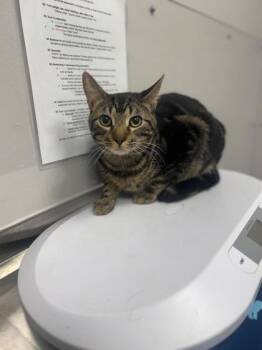 Domestic Short Hair Cats Available for Adoption - Honey Pie | PetCurious