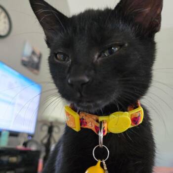 Janet -  Domestic Short Hair Cat for Adoption in Pinellas Park, Florida - Janet | PetCurious
