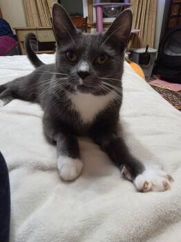 Indigo -  Domestic Short Hair Cat for Adoption in Medford, Massachusetts - Indigo | PetCurious