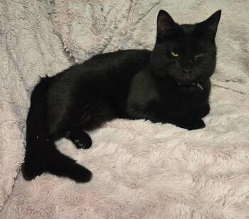 Laissez -  Domestic Short Hair Cat for Adoption in Stoughton, Wisconsin - Laissez | PetCurious