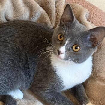 Lacie -  Domestic Short Hair Cat for Adoption in Jacksonville, Florida - Lacie | PetCurious