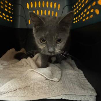 Charred Denim -  Domestic Short Hair Cat for Adoption in York, Pennsylvania - Charred Denim | PetCurious