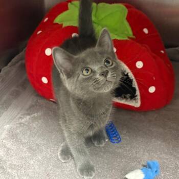 Falco -  Domestic Short Hair Cat for Adoption in Englewood, Florida - Falco | PetCurious