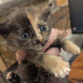 Rescue Domestic Short Hair and Domestic Medium Hair Cats for Adoption in Lynchburg, Virginia - Peppermint | PetCurious