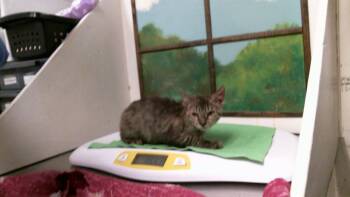 A2093853 -  Domestic Short Hair Cat for Adoption in Houston, Texas - A2093853 | PetCurious