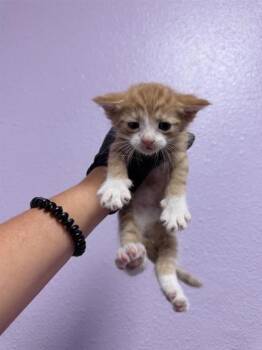 61237424 -  Domestic Short Hair Cat for Adoption in El Paso, Texas - 61237424 | PetCurious