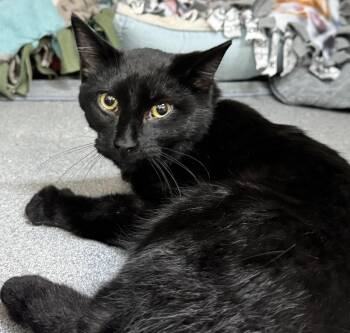 Rescue Domestic Short Hair Cats for Adoption in Tomah, Wisconsin - Oscar | PetCurious