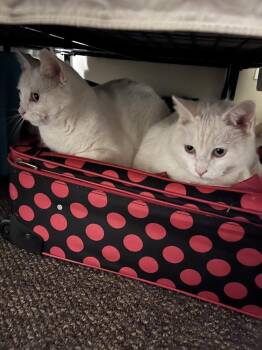 Rescue Domestic Short Hair Cats for Adoption in Clyde, North Carolina - Pip & Squeak | PetCurious