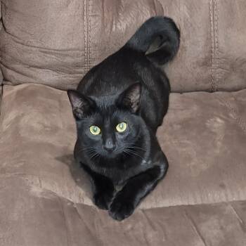 Batman -  Domestic Short Hair Cat for Adoption in Allen, Texas - Batman | PetCurious