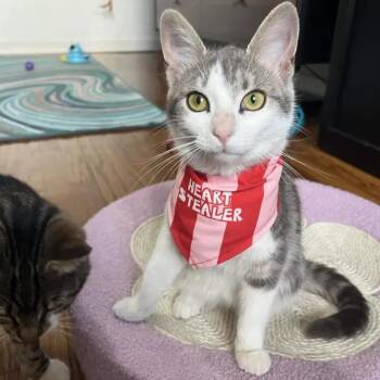 Domestic Short Hair Cats Available for Adoption - Catalie Portman | PetCurious