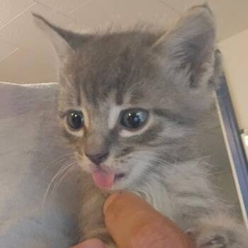 Jet -  Domestic Short Hair Cat for Adoption in Hanna City, Illinois - Jet | PetCurious