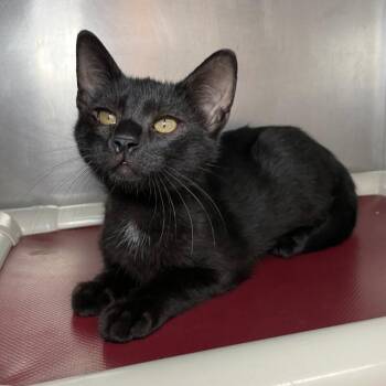 Jim -  Domestic Short Hair Cat for Adoption in Roanoke, Virginia - Jim | PetCurious