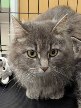 Rescue Domestic Long Hair Cats for Adoption in Chicago, Illinois - Taki | PetCurious