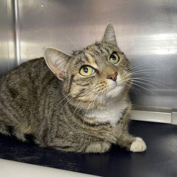 Domestic Short Hair Cats Available for Adoption - Valley | PetCurious