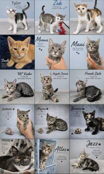 Vetted Kittens -  Domestic Long Hair and Domestic Short Hair Cat for Adoption in Quincy, Ohio - Vetted Kittens | PetCurious
