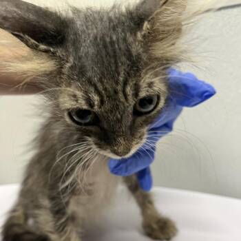 Armie -  Domestic Short Hair Cat for Adoption in Tampa, Florida - Armie | PetCurious