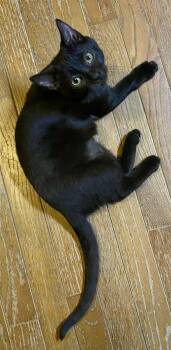 Domestic Short Hair Cats Available for Adoption - Winnie | PetCurious