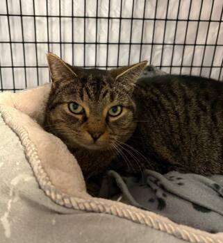 Bundtini -  Domestic Short Hair Cat for Adoption in Raleigh, North Carolina - Bundtini | PetCurious