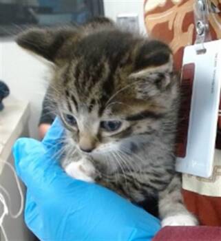 A474867 -  Domestic Short Hair Cat for Adoption in Oklahoma City, Oklahoma - A474867 | PetCurious