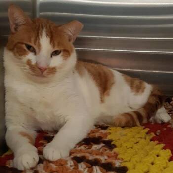 Domestic Short Hair Cats Available for Adoption - Groucho | PetCurious
