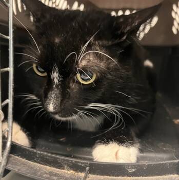 Rescue Domestic Short Hair Cats for Adoption in New York, New York - Pulgas | PetCurious