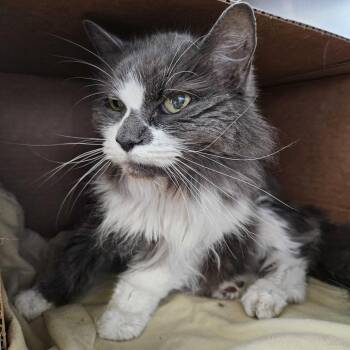 Miss Kitty -  Domestic Medium Hair Cat for Adoption in Dover, New Hampshire - Miss Kitty | PetCurious