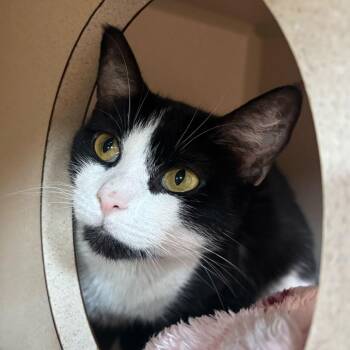 Domestic Short Hair Cats Available for Adoption in Louisville, Kentucky - Tomato | PetCurious
