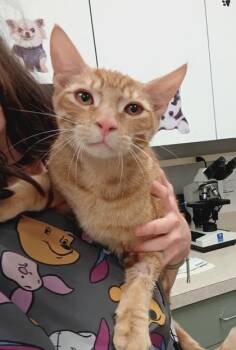 Simba -  Domestic Short Hair Cat for Adoption in Palm Coast, Florida - Simba | PetCurious