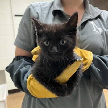 Domestic Short Hair Cats Available for Adoption in Lyndhurst, Virginia - SVAS-Stray-38669 | PetCurious