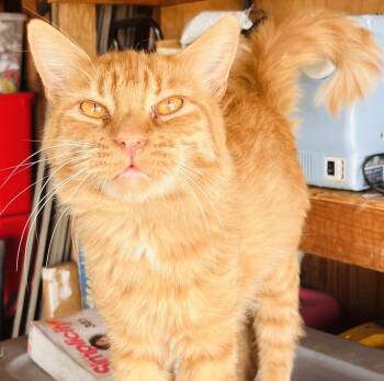 (CP) Frienditocheeto -  Tabby and Domestic Medium Hair Cat for Adoption in North Highlands, California - (CP) Frienditocheeto | PetCurious