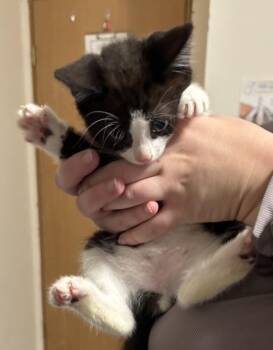 Peter -  Domestic Short Hair Cat for Adoption in Thompson Falls, Montana - Peter | PetCurious