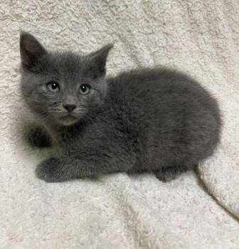 Domestic Short Hair Cats Available for Adoption in Jackson, Michigan - Marlo | PetCurious
