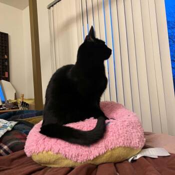 Domestic Short Hair Cats Available for Adoption in Royal Oak, Michigan - Taz | PetCurious