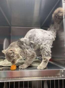 Domestic Long Hair and Domestic Short Hair Cats Available for Adoption in Fergus Falls, Minnesota - Darrell | PetCurious