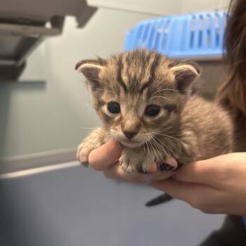 Domestic Short Hair Cats Available for Adoption in Greensboro, North Carolina - Sumac | PetCurious