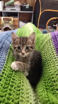 Rescue Domestic Short Hair Cats for Adoption - Wiggles | PetCurious