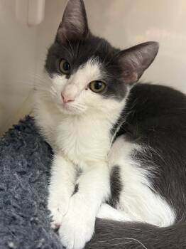 Rescue Domestic Short Hair Cats for Adoption in Corpus Christi, Texas - Sandy | PetCurious