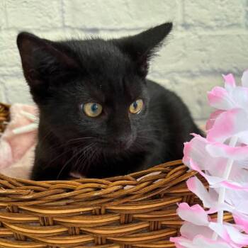 Emma -  Domestic Short Hair Cat for Adoption in Harrisonburg, Virginia - Emma | PetCurious
