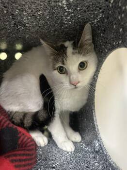 Domestic Short Hair Cats Available for Adoption in Indianapolis, Indiana - ZIPPY | PetCurious