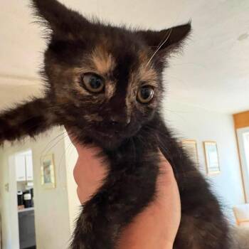 Kit Kat -  Domestic Short Hair Cat for Adoption in Johnstown, Pennsylvania - Kit Kat | PetCurious