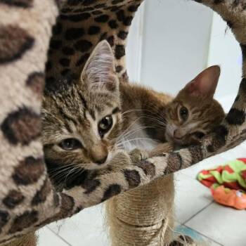George & Martha (bonded pair) -  Domestic Short Hair Cat for Adoption in Myrtle Beach, South Carolina - George & Martha (bonded Pair) | PetCurious
