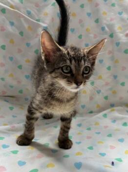 Gully -  Domestic Short Hair Cat for Adoption in New Orleans, Louisiana - Gully | PetCurious